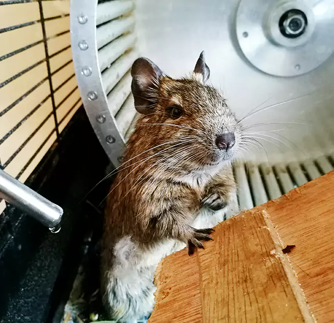 Why Homeowners & Businesses Trust Us Springfield, IL?